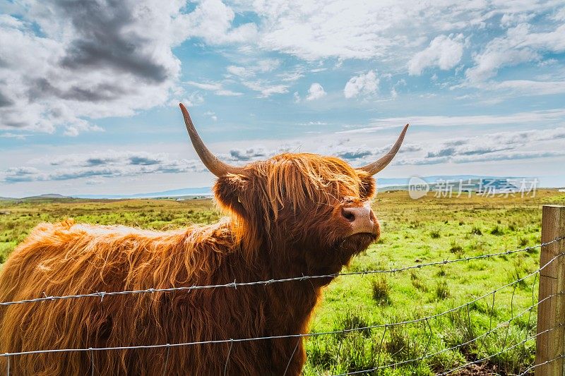 苏格兰斯凯岛毛茸茸的高地牛