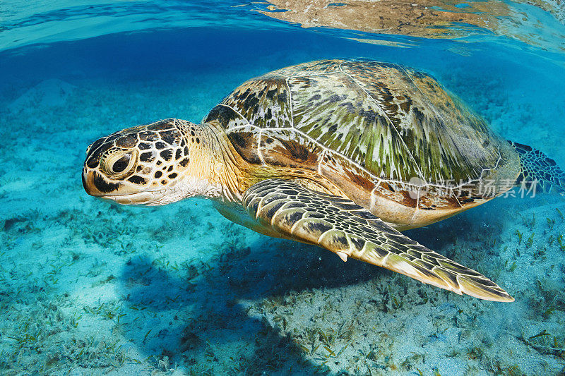 海底探索和享受，与海龟。海洋生物