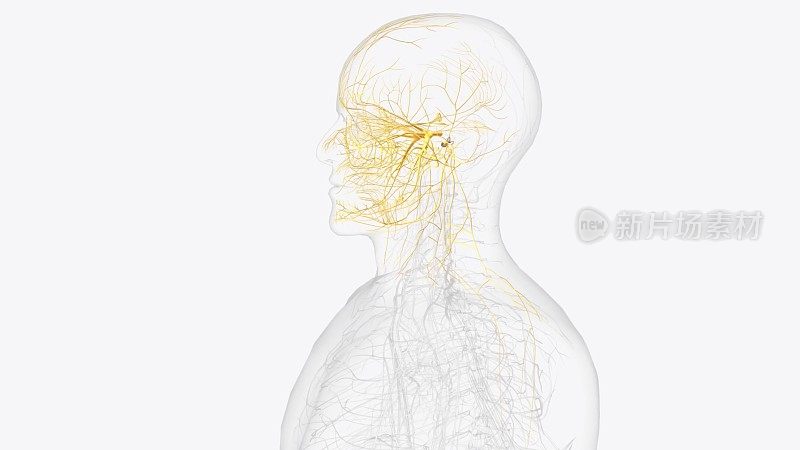 脑神经是在大脑的腹侧(底部)表面可以看到的12对神经