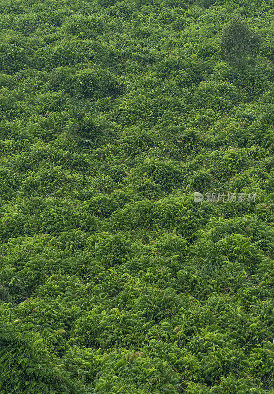 多体植物(岩蕨)