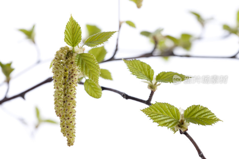 季节性过敏桦木