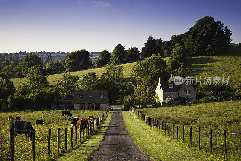 英国有农舍和放牧牛的农田