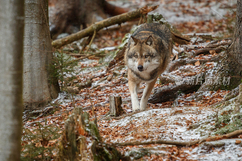 欧亚狼在德国自然栖息地面对面