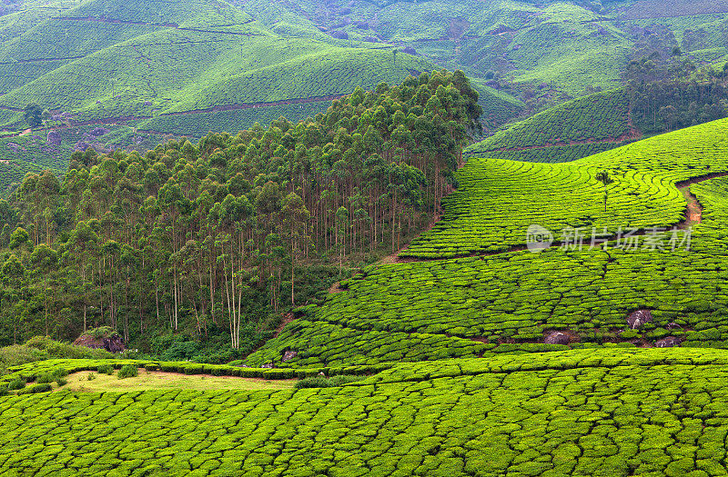 印度南部喀拉拉邦穆纳尔的茶园