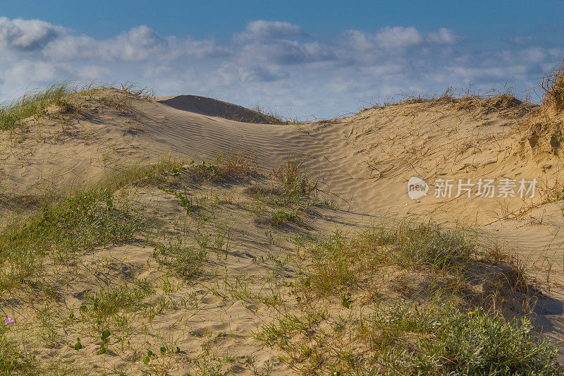卡西诺海滩的沙丘和植被