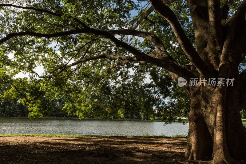 巴西圣保罗的Ibirapuera公园