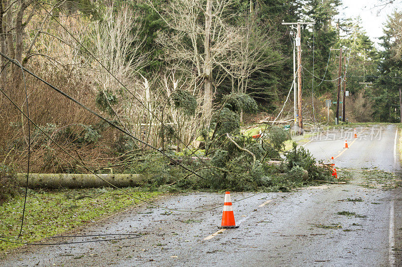 在自然灾害的风暴中被破坏的树木和电线