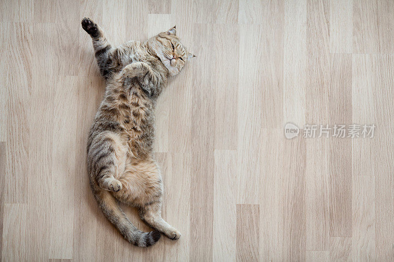 猫俯视图躺在镶木地板上