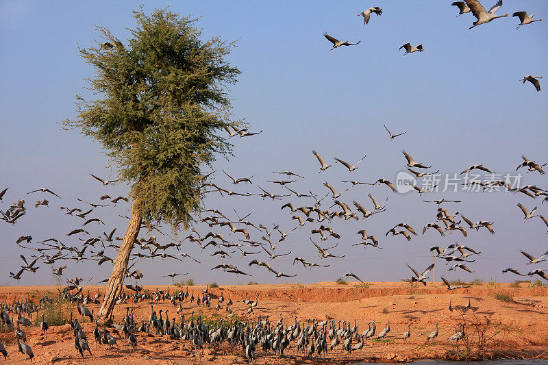 印度Khichan村附近的一群蓑羽鹤