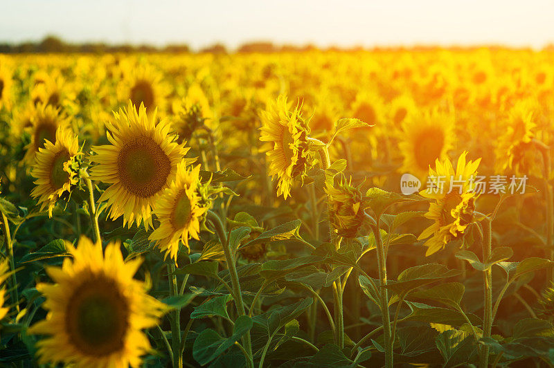 田野上盛开的向日葵在一个背景日落