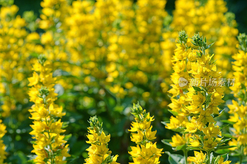 点缀珍珠菜