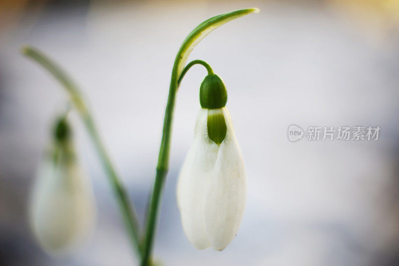 雪花莲花