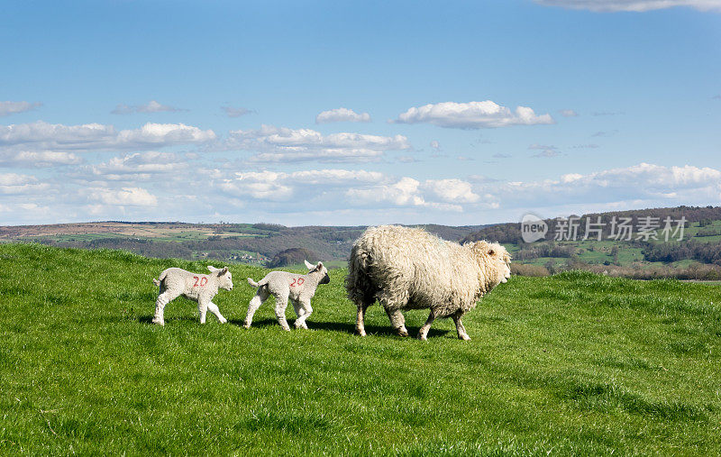 双胞胎羊羔和妈妈。