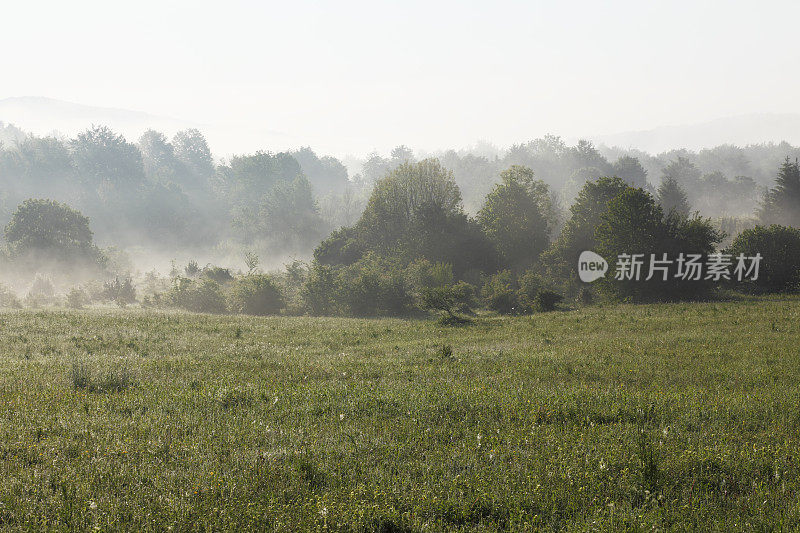 在克罗地亚Plitvice雾气蒙蒙的清晨草地上