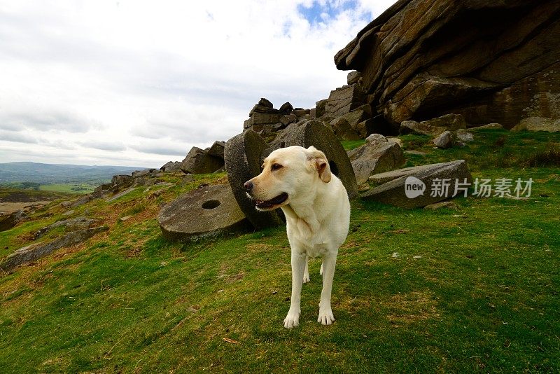 拉布拉多寻回犬