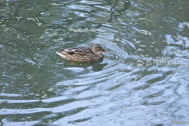 野鸭雌鸭水鸟在池塘里游泳