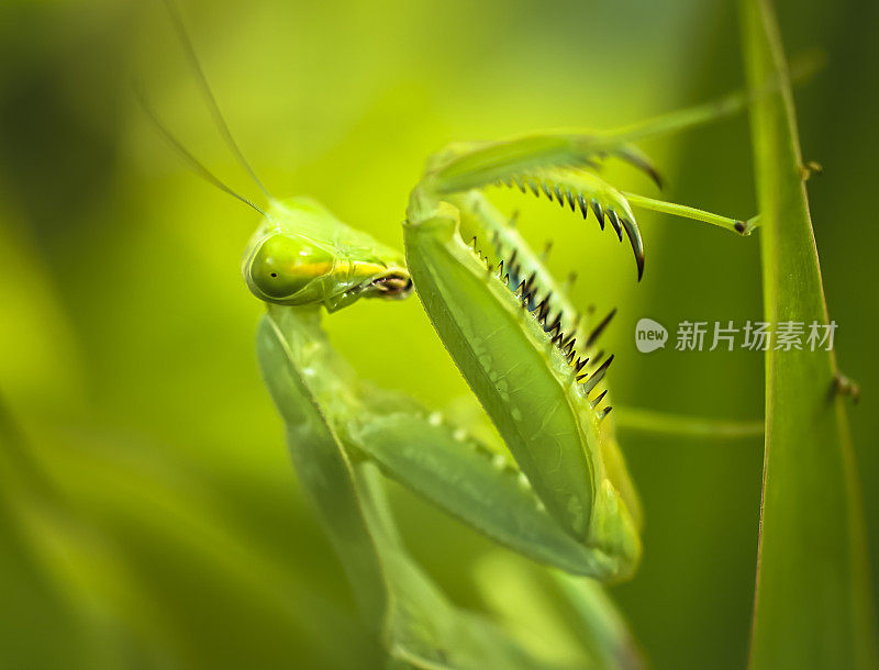 非洲螳螂