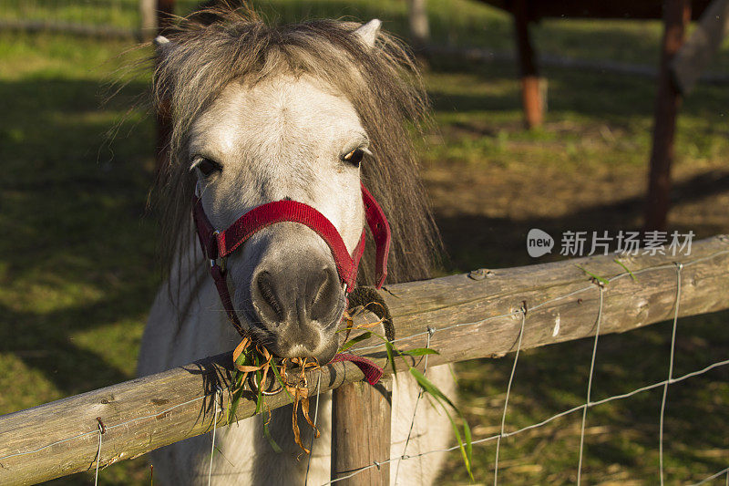 乡村牧场上的小马