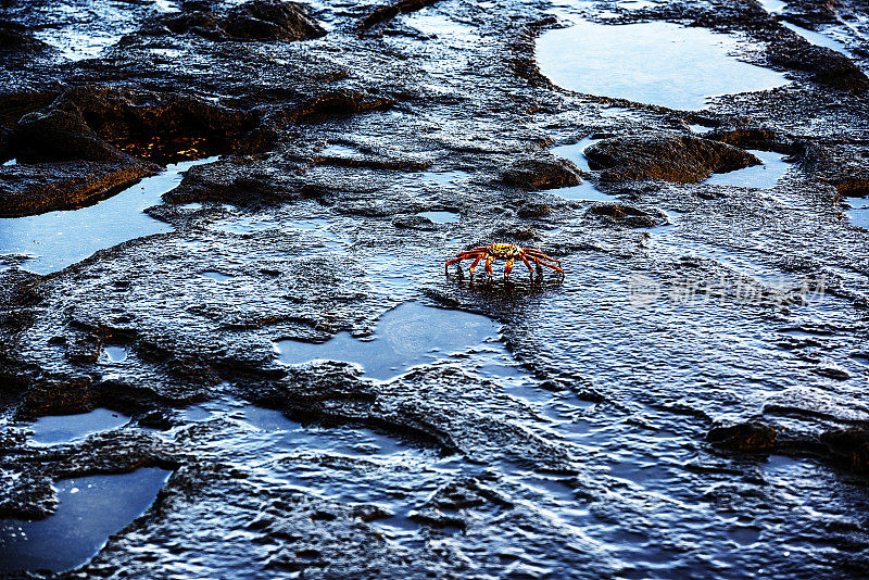 莎莉莱特福特螃蟹，加拉帕戈斯群岛