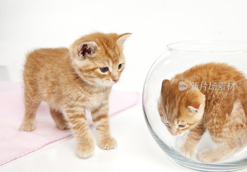 鱼缸里的小猫