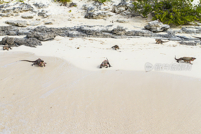 巴哈马海滩上的鬣蜥群