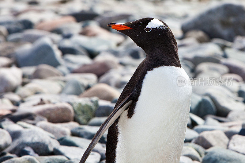 巴布亚企鹅，居弗维尔岛，南极洲
