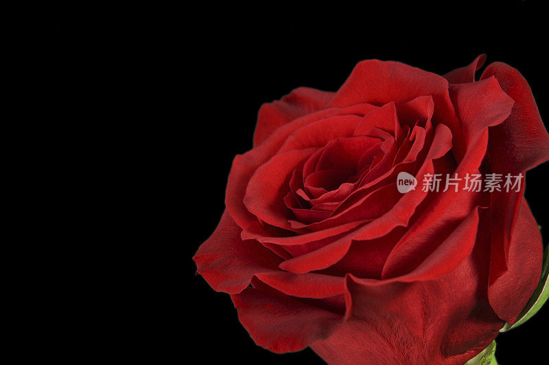 黑上的猩红玫瑰