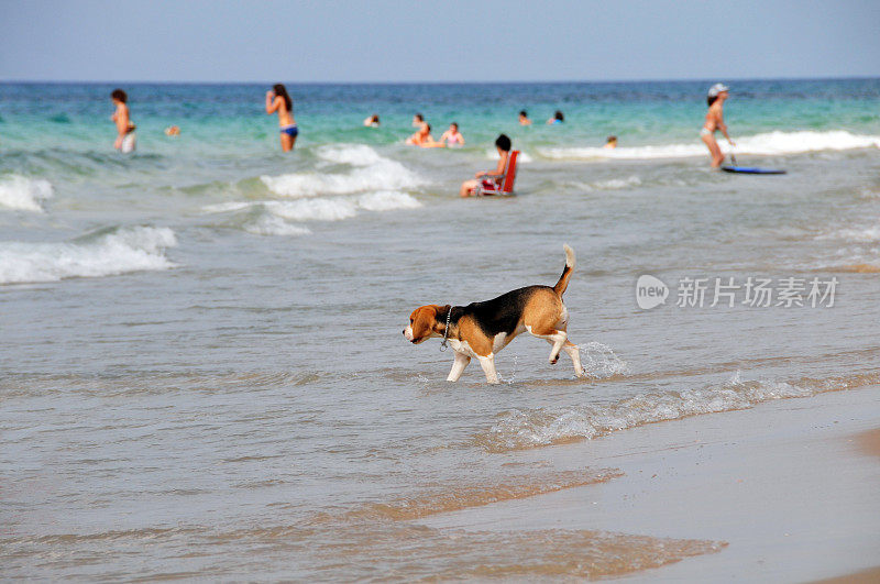 比格犬在海滩上游泳