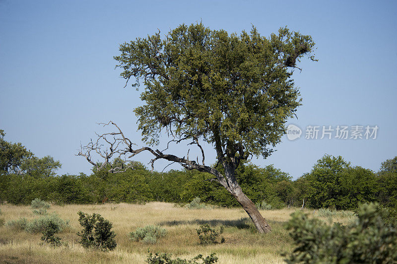 非洲树