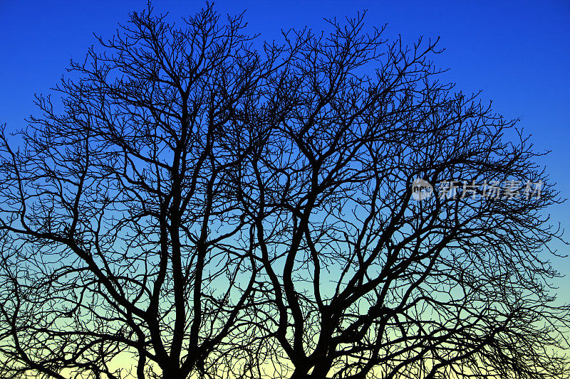 蓝天下光秃秃的树枝