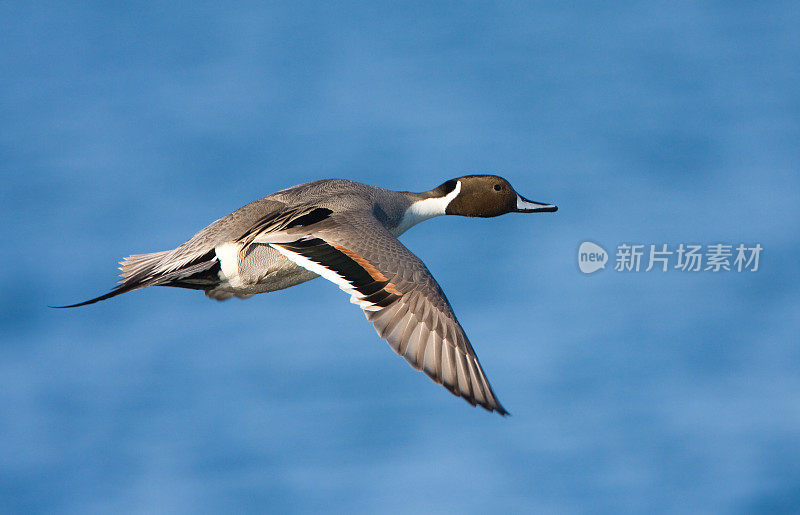 飞行中的北方Pintail