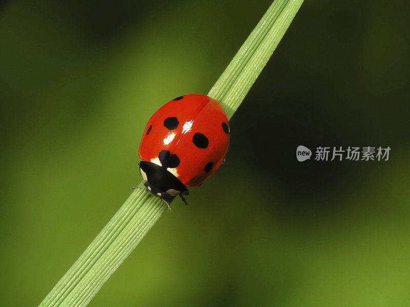 绿叶上的瓢虫-特写