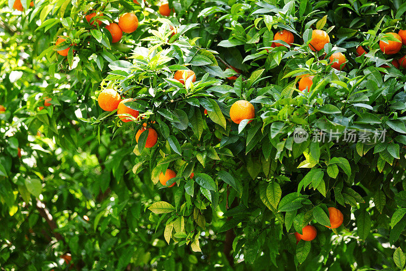 橙树