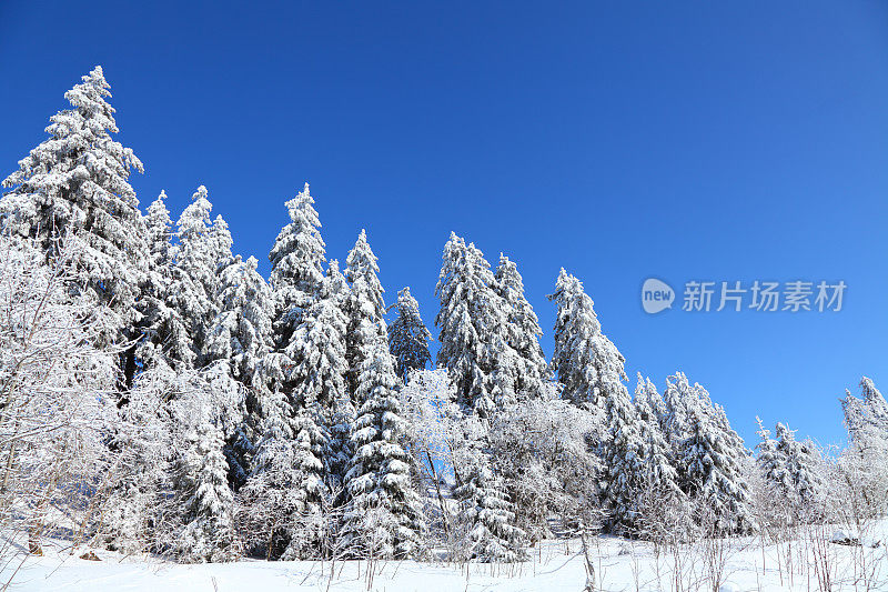 阳光winterday