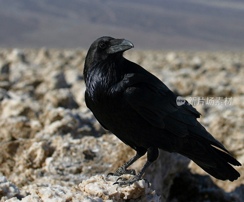 死亡谷的乌鸦