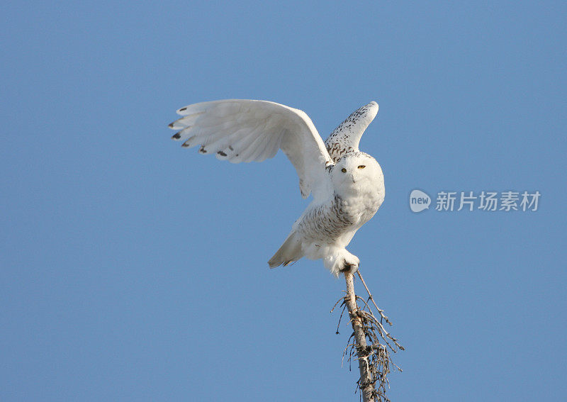 雪鸮