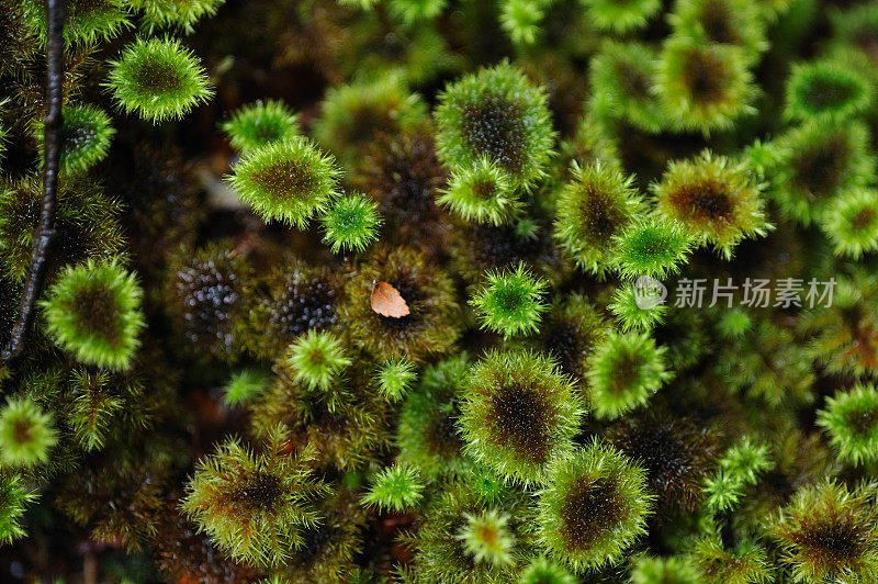 绿色苔藓上的树纹理背景