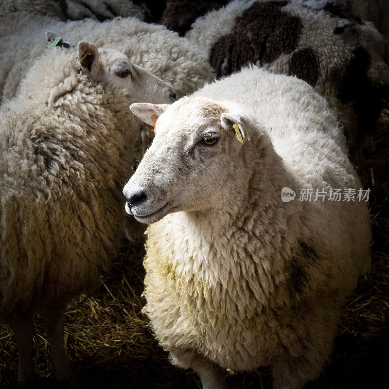 羊圈里的绵羊