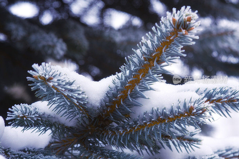 雪云杉树