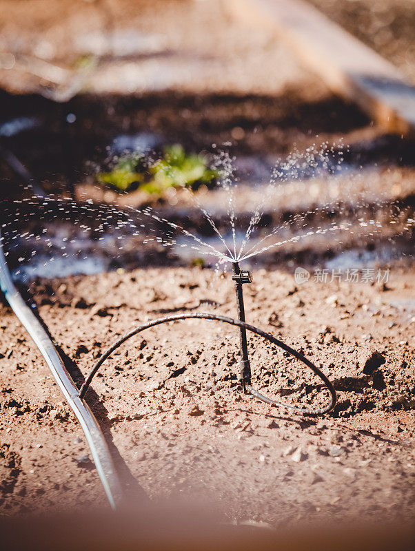 微型滴灌洒水器在花园床上的土壤