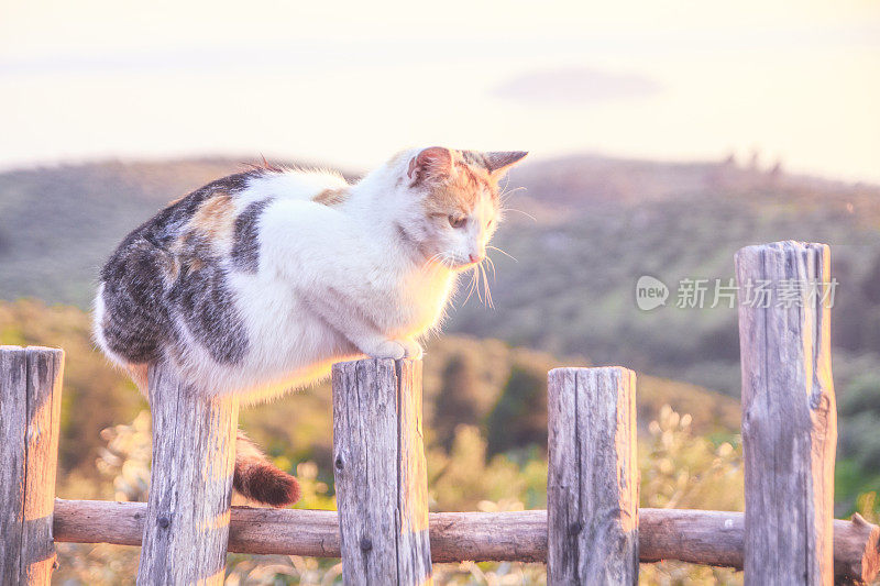 猫在篱笆上休息