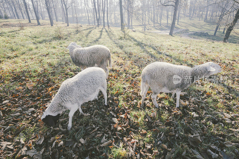 森林里的三只羊