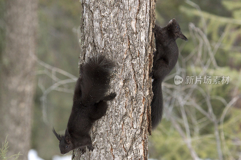 阿伯特的松鼠在科罗拉多的法尔肯山公园互相追逐