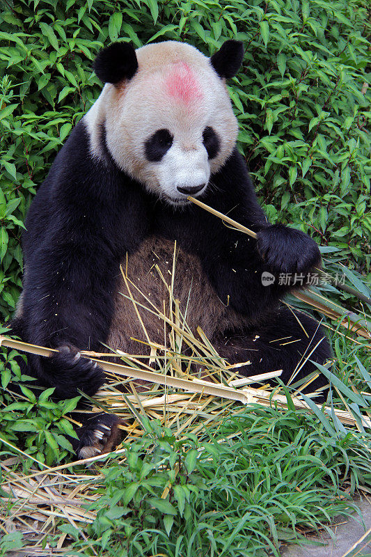 中国:熊猫