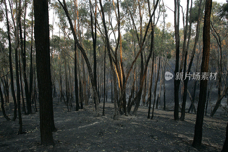 2009年澳大利亚维多利亚州丛林大火