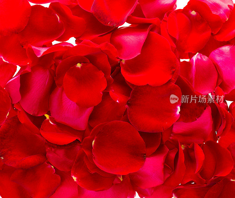 红玫瑰花瓣背景