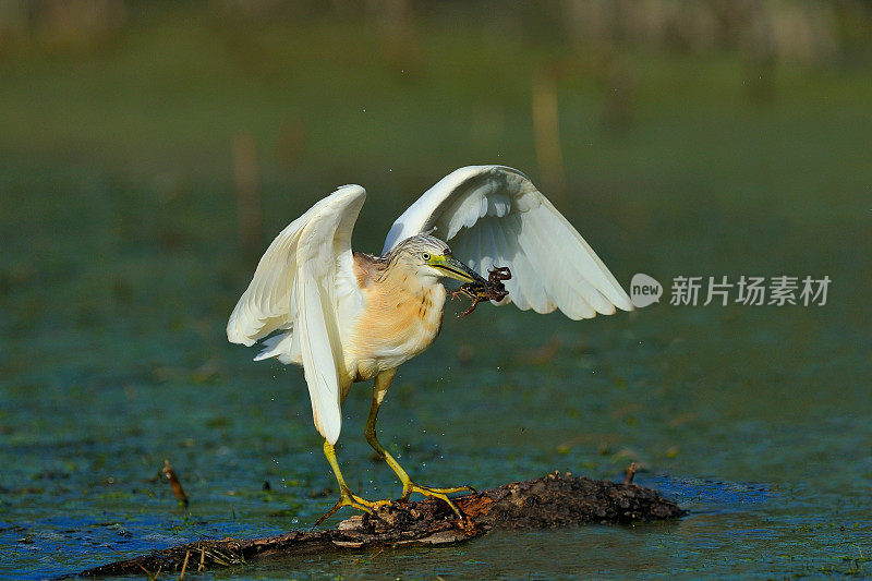 苍鹭和青蛙