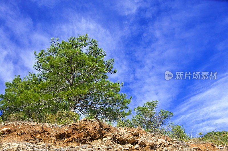 山崩紧挨着松树