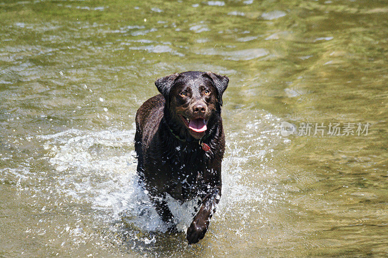 快乐的奔跑溅起池塘水里的拉布拉多寻回犬