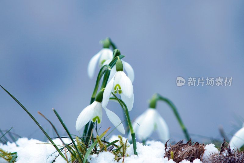 雪花莲